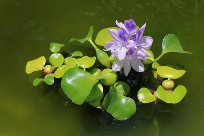 Комнатные растения растущие в воде - фото и картинки: 43 штук