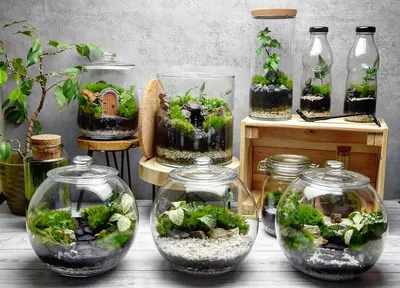 Как вырастить растения в банке: 7 шагов к созданию необычного декора |  ivd.ru