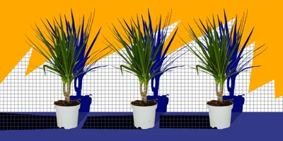 10 комнатных растений для тех, у кого ничего не растёт - Лайфхакер