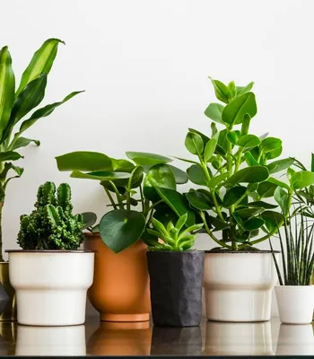 10 лучших комнатных растений, которые оживят ваш интерьер