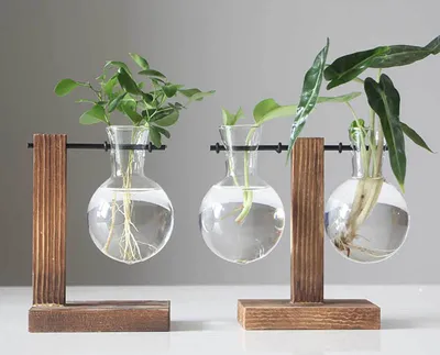 Комнатные растения в воде и стекле – гидропоника