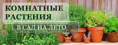 Комнатные растения: в сад на лето – какие домашние цветы можно или нельзя  перенести в открытый грунт