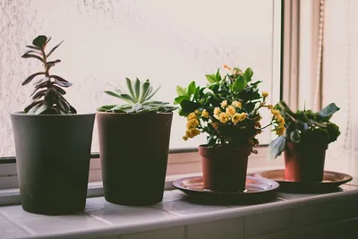 Как правильно ухаживать за комнатными растениями? | статьи из мира  флористики на блоге Flowwow