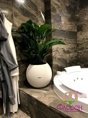 ТОП растений для ванной комнаты, какие растения выбрать для озеленения  ванной комнаты