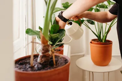 Как не засушить растения во время отпуска | «Hoff Вдохновение»