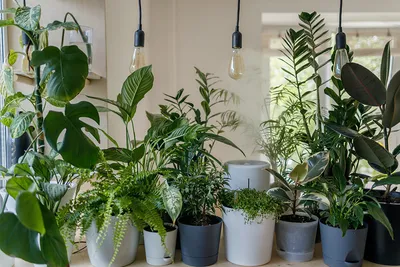 Как ухаживать за комнатными растениями - 5 полезных советов