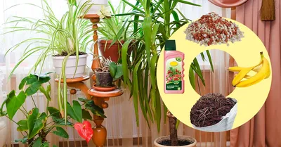 Чем подкормить комнатные растения – выбираем идеальные удобрения для цветов  на подоконнике | Полезно (Огород.ru)