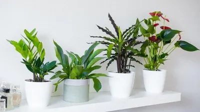 Тенелюбивые комнатные растения для дома: 10 вариантов с описанием