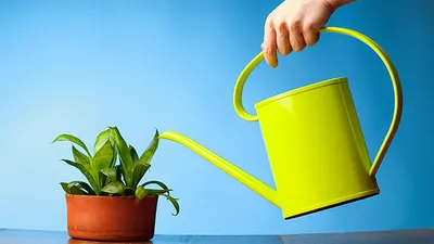Как правильно поливать комнатные растения - Страсти