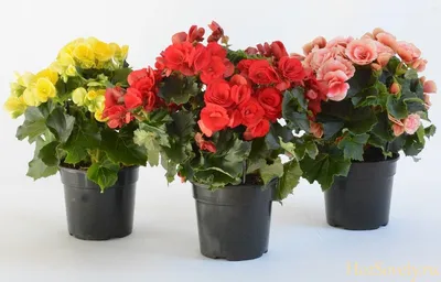 Красивые комнатные цветы, цветущие весь год (фото и названия)