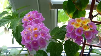 Красивоцветущие комнатные растения круглый год для дома, квартиры, офиса. -  YouTube