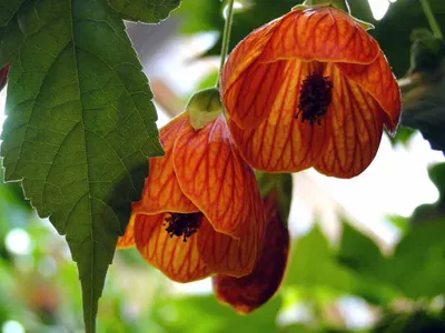 Комнатные цветы - фото и названия самых красивых растений — УНИАН
