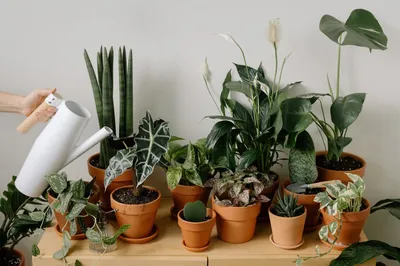 Туймазинка выращивает комнатные растения и создает их копии из бисера