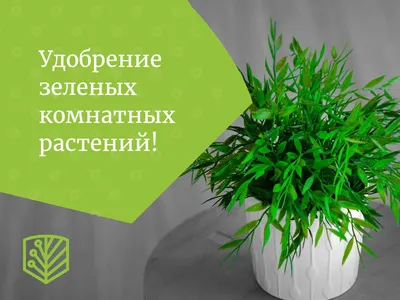 Какие комнатные растения купить себе и в подарок - Зеленая страна - Больше  идей для дома и сада