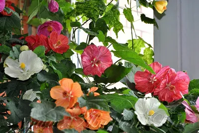 Комнатные растения цветущие зимой или цветы в подарок | Новости |  Интернет-магазин орхидей и декоративных цветов в Москве. У нас вы можете  купить орхидеи с доставкой.