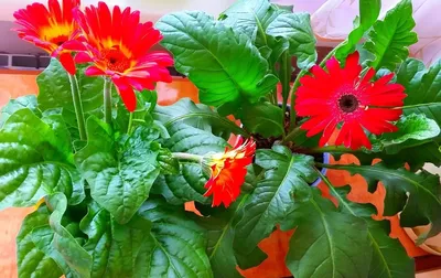 Комнатный цветок Гербера \"Макси Селект\", красная, горшок D12 (6581008) -  Купить по цене от 260.00 руб. | Интернет магазин SIMA-LAND.RU