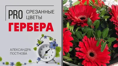 Купить герберы (персиковые, розовые) с доставкой по Екатеринбургу -  интернет-магазин «Funburg.ru»