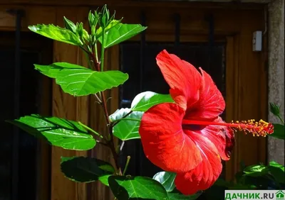 Цветок Гибискус комнатный: как правильно ухаживать в домашних условиях |  Дачник.RU | Дзен