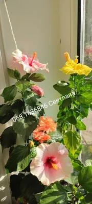 Гибискус – цветок пылающей страсти - ОБО ВСЕМ, №995708030 | Фотострана –  cайт знакомств, развлечений и игр