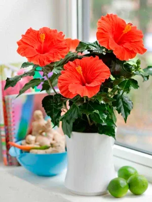 Гибискус ,китайская роза, комнатное растение,комнатный цветок: 400 грн. -  Комнатные растения Днепр на Olx