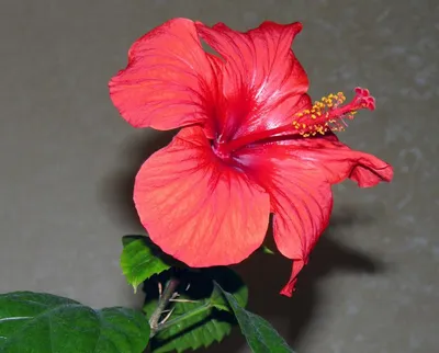 Гибискус Сирийский Чи Микс СЕМЕНА (25 семян) Комнатные растения и цветы  Цветы разной расцветки | AliExpress