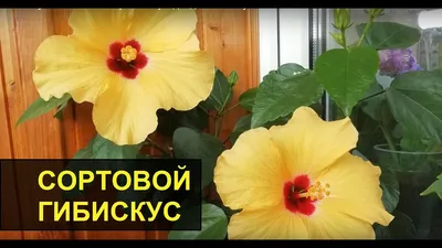 Второй цветочек гибискуса | Пикабу