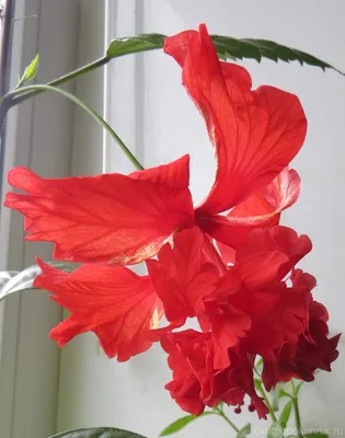 Гибискус – описание и уход за комнатным и садовым цветком с фото
