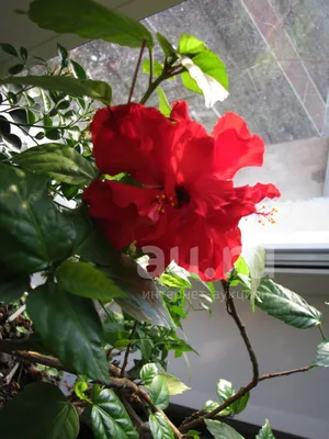 Комнатный цветок Гибискус ( Китайская роза махровая) — купить в  Красноярске. Горшечные растения и комнатные цветы на интернет-аукционе Au.ru