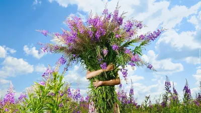 Купить луковицы бегоний в Минске в интернет магазине Долина Растений