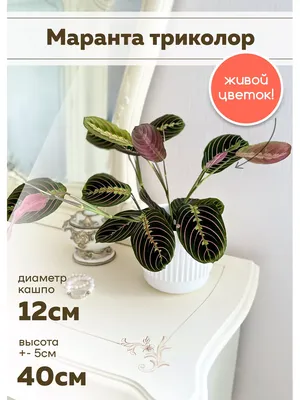 Комнатное растение живое Маранта Триколор SunlitFlora 169624757 купить в  интернет-магазине Wildberries