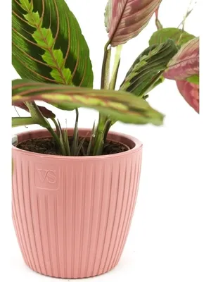 Купить Маранту (Maranta) комнатное растение в СПб в интернет – магазине