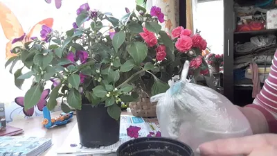 Комнатный цветок Бальзамин, Ванька Мокрый, описание, выращивание