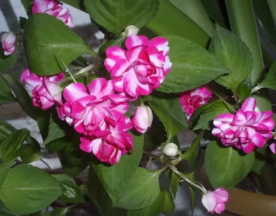 Комнатный цветок Бальзамин- Ванька мокрый.: 700 тг. - Комнатные растения  Балхаш на Olx