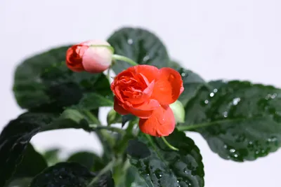 Цветок Ванька мокрый: уход в домашних условиях