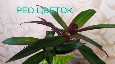 Комнатный цветок, Рео – хранитель позитивной энергетики, отростки: цена 30  грн - купить Комнатные растения на ИЗИ | Николаев