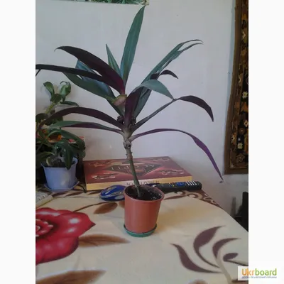Продаю Цветок Рео: 150 KGS ➤ Другие комнатные растения | Бишкек | 93705370  ᐈ lalafo.kg