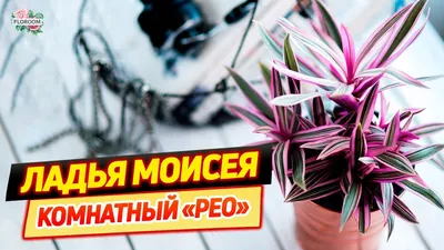 Комнатный цветок Рэо или Ладья Моисея в дар (Москва). Дарудар