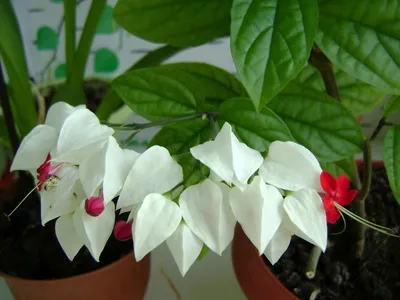 помогите определить название растения - Комнатные растения, фото и названия  - GreenInfo.ru