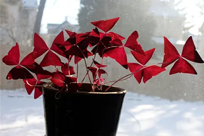 Комнатные растения с красными листьями купить в Москве в интернет-магазине  Bloom Story с доставкой