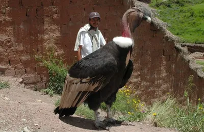 Встреча с ним не сулит ничего хорошего: как выглядит Андский кондор,  который является самой крупной хищной птицей в мире | ПИПЛ | Дзен