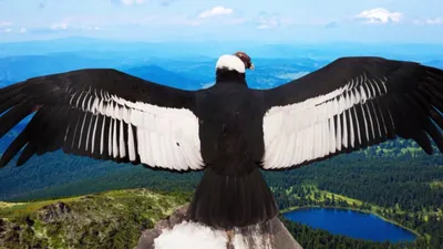Планета чудес - Андский кондор Андский кондор (лат.Vultur... | Facebook