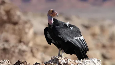 САМАЯ БОЛЬШАЯ ПТИЦА В МИРЕ - АНДСКИЙ КОНДОР САМАЯ БОЛЬШАЯ ХИЩНАЯ ПТИЦА -  YouTube