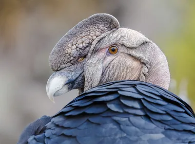 Забавный факт о птице кондор. | Пикабу