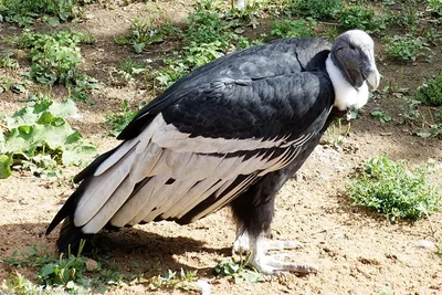Vultur gryphus - Wikispecies