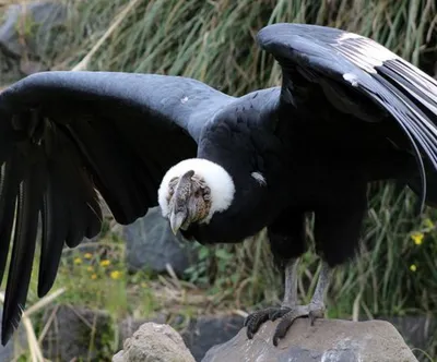 Wiki Nature - Андский кондор. А́ндский кондор (лат. Vultur gryphus) — птица  из семейства американских грифов, единственный современный представитель  монотипичного рода кондоров (Vultur). Распространён в Андах и на  тихоокеанском побережье Южной Америки.