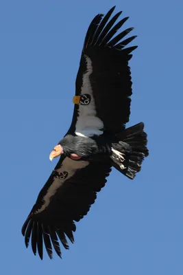 Кондор на усаживании каньона Colca, Перу, Южная Америка. Это кондор самая  большая летящая птица Стоковое Фото - изображение насчитывающей коготь,  сторона: 35890398