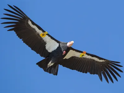 андский Condor Vultur Gryphus - самая крупная хищная птица в мире.  изолированный Стоковое Изображение - изображение насчитывающей вес,  замечание: 224218499
