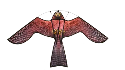 Калифорнийский кондор птица все тело белый фон | Премиум Фото