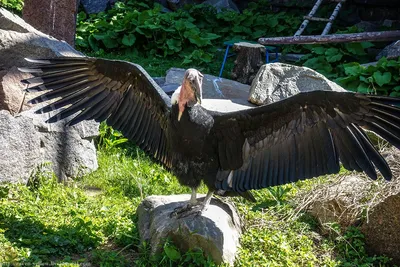 Калифорнийский кондор - eBird