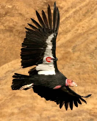 Андский кондор, Gryphus Vultur, большие хищные птицы летая над горой Хищник  в камне Птица в среду обитания природы, Перу Стоковое Фото - изображение  насчитывающей фауна, мясоед: 97622598